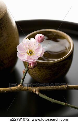 Sake and plum blossoms View Large Photo Image Stock Image - Sake and plum blossoms. Fotosearch