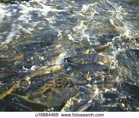 Stock Photo - Salmon swimming upstream. Fotosearch