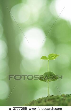 Sapling and dew drops View Large Photo Image Stock Photograph - Sapling and dew drops. Fotosearch