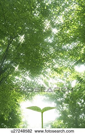 Stock Image - Sapling in forest. Fotosearch