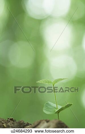 Sapling View Large Photo Image Stock Image - Sapling. Fotosearch