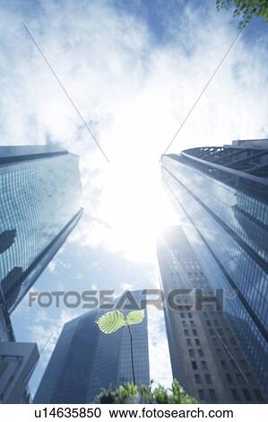 Stock Image - Sapling surrounded by skyscrapers. Fotosearch