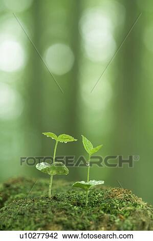 Saplings and dew drops View Large Photo Image Stock Image - Saplings and dew drops. Fotosearch