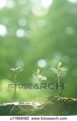 Saplings View Large Photo Image Stock Image - Saplings. Fotosearch