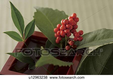 Stock Photo - Sarcandra glabra in a box. Fotosearch