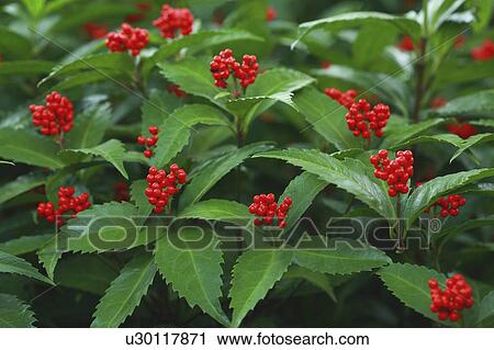 Stock Image - Sarcandra glabra. Fotosearch