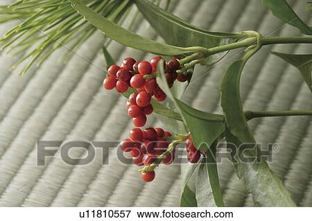 Stock Photo - Sarcandra glabra. Fotosearch