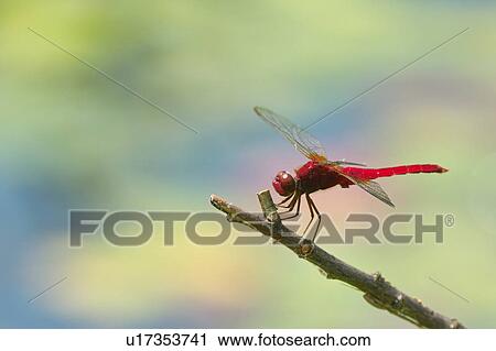 Scarlet Skimmer dragonfly or Crimson Darter (Crocothemis servilia). View Large Photo Image Stock Image - Scarlet Skimmer dragonfly or Crimson Darter (Crocothemis servilia).. Fotosearch