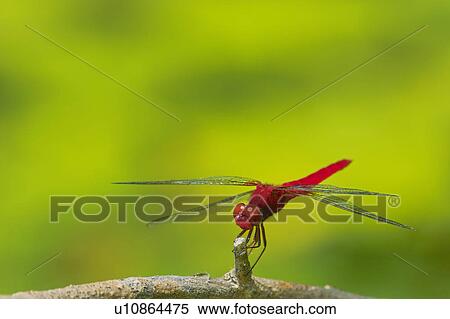 Scarlet Skimmer dragonfly or Crimson Darter (Crocothemis servilia). View Large Photo Image Stock Photography - Scarlet Skimmer dragonfly or Crimson Darter (Crocothemis servilia).. Fotosearch