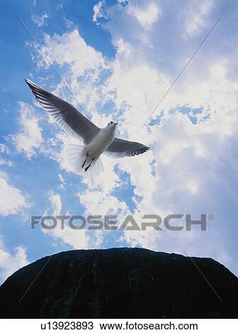 Sea Gull View Large Photo Image Stock Image - Sea Gull. Fotosearch