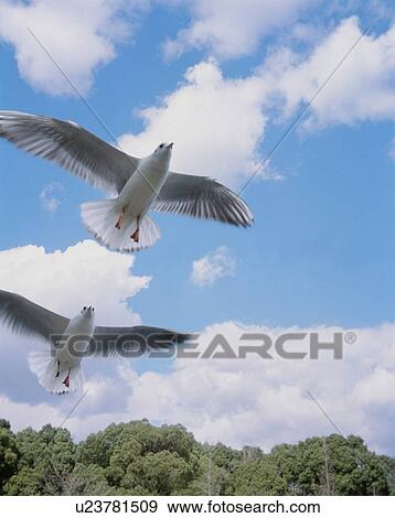 Sea Gull View Large Photo Image Stock Photo - Sea Gull. Fotosearch
