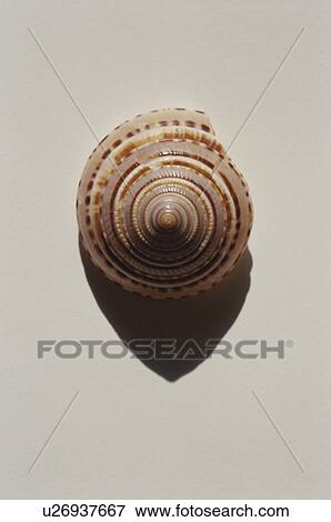 Sea snail shell on white background View Large Photo Image Stock Photo - Sea snail shell on white background. Fotosearch