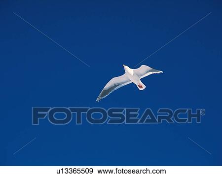 Stock Photo - Seagull flying against clear blue sky.. Fotosearch