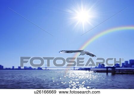 Stock Photo - Seagull flying around harbour and a rainbow, Chuo-ku, Tokyo, Japan. Fotosearch