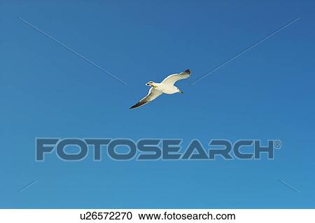 Stock Image - Seagull flying in the sky. Fotosearch