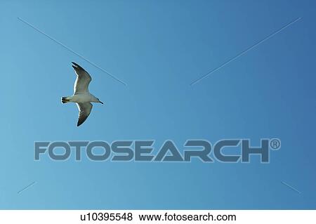 Stock Photo - Seagull flying in the sky. Fotosearch