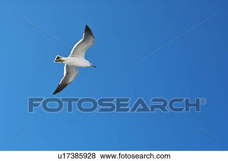 Stock Photo - Seagull flying in the sky. Fotosearch