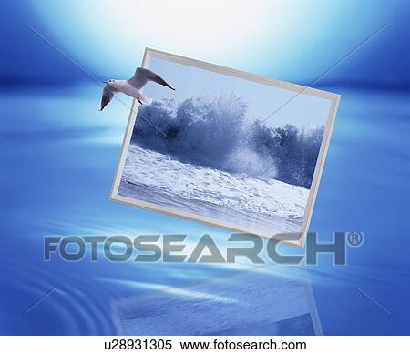 Stock Photography - Seagull flying next to a framed photo. Fotosearch