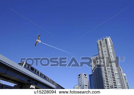 Seagull flying over Yurikamome and a super-high-rise tower apartment, Minato-ku, Tokyo, Japan View Large Photo Image Picture - Seagull flying over Yurikamome and a super-high-rise tower apartment, Minato-ku, Tokyo, Japan. Fotosearch