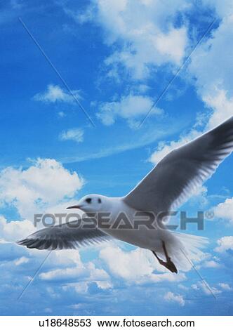 Seagull flying View Large Photo Image Stock Image - Seagull flying. Fotosearch