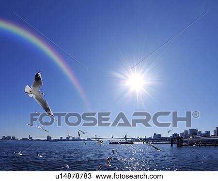 Stock Image - Seagulls flying around harbour and a rainbow, Chuo-ku, Tokyo, Japan. Fotosearch