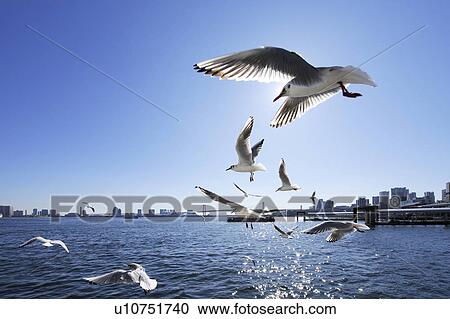Stock Image - Seagulls flying around harbour, Chuo-ku, Tokyo, Japan. Fotosearch