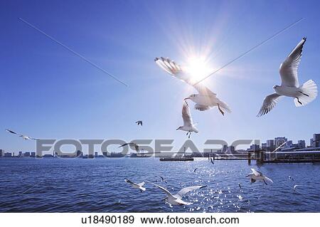 Stock Photo - Seagulls flying around harbour, Chuo-ku, Tokyo, Japan. Fotosearch