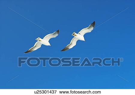 Stock Photo - Seagulls flying in the sky. Fotosearch