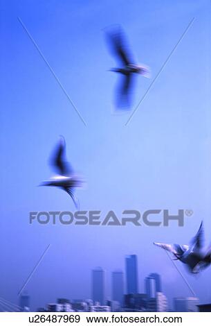 Stock Photo - Seagulls flying over a city. Fotosearch