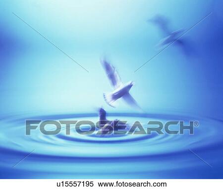 Seagulls flying over water View Large Photo Image Stock Photography - Seagulls flying over water. Fotosearch