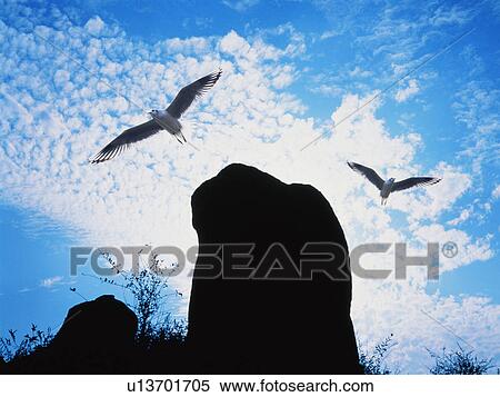 Stock Photography - Seagulls flying. Fotosearch