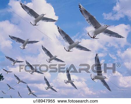 Seagulls flying View Large Photo Image Stock Photography - Seagulls flying. Fotosearch