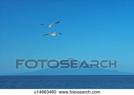 Seagulls flying towards Rishiri Island, Hokkaido, Japan View Large Photo Image Stock Image - Seagulls flying towards Rishiri Island, Hokkaido, Japan. Fotosearch