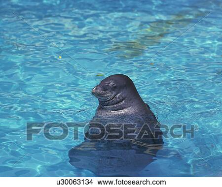 Seal sitting with eyes closed in a pool. Hawaii, USA View Large Photo Image Picture - Seal sitting with eyes closed in a pool. Hawaii, USA. Fotosearch