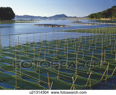 Picture - Seaweed aquaculture, Shima-machi, Mie Prefecture, Japan. Fotosearch