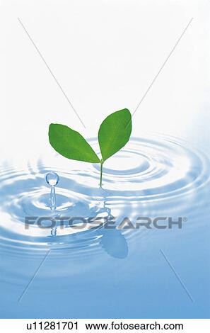 Stock Image - Seedling growing from water. Fotosearch
