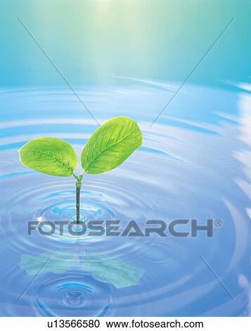 Stock Image - Seedling growing from water. Fotosearch