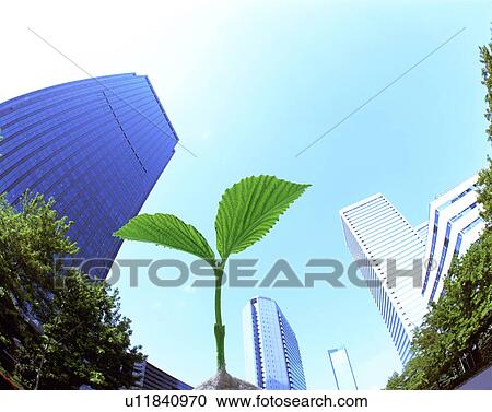 Seedling growing under skyscrapers View Large Photo Image Stock Image - Seedling growing under skyscrapers. Fotosearch