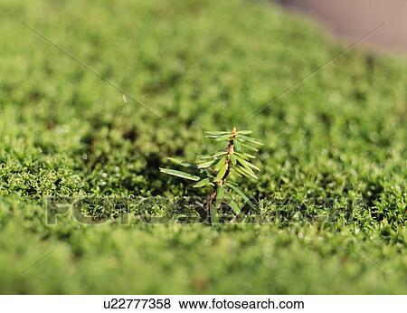 Seedling of unhulled rice. Tochigi Prefecture, Japan View Large Photo Image Stock Photo - Seedling of unhulled rice. Tochigi Prefecture, Japan. Fotosearch