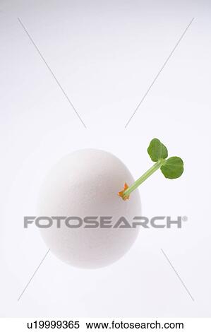 Stock Photography - Seedling sprouting from an egg. Fotosearch