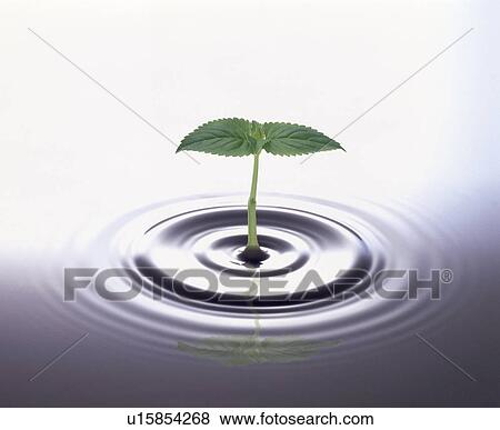 Stock Photo - Seedling sprouting out of water. Fotosearch