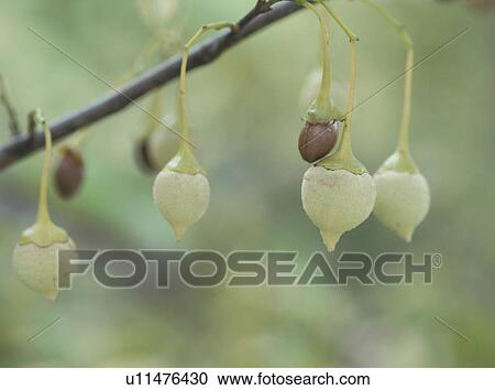 Stock Image - Seeds of Styrax (Styrax japonicus), Tochigi Prefecture, Honshu, Japan. Fotosearch