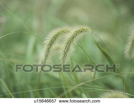 Setaria viridis, Tochigi Prefecture, Honshu, Japan View Large Photo Image Stock Photo - Setaria viridis, Tochigi Prefecture, Honshu, Japan. Fotosearch