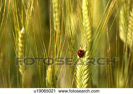 Stock Image - Seven-spotted ladybug on barley grass. Fotosearch