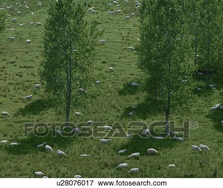 Stock Photo - Sheep grazing on a farm. South Island, New Zealand. Fotosearch