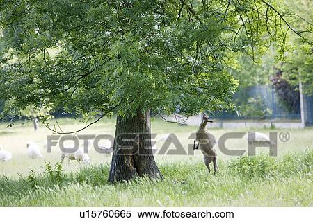 Stock Photography - Sheep standing to reach leaves on a tree, France. Fotosearch