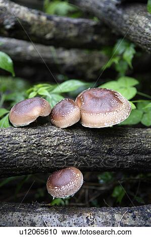 Stock Image - Shiitake mushrooms on branches. Fotosearch