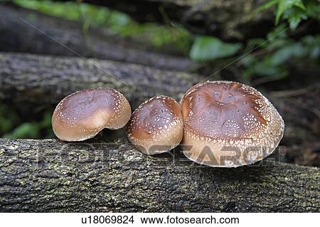 Picture - Shiitake mushrooms. Fotosearch