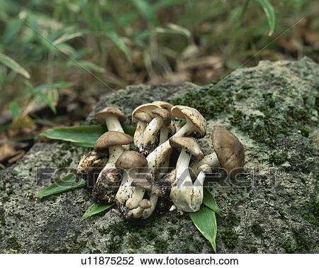 Shimeji mushrooms on rock View Large Photo Image Stock Image - Shimeji mushrooms on rock. Fotosearch