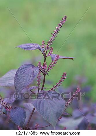 Stock Photography - Shisho plant. Fotosearch